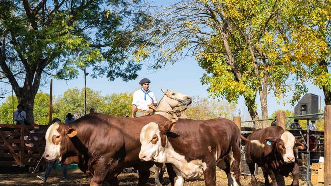 En Corrientes se sigue potenciando la ganadería
