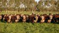 Ganadería. La propuesta apunta a mejorar la eficiencia sin reducir la cantidad de carne producida.