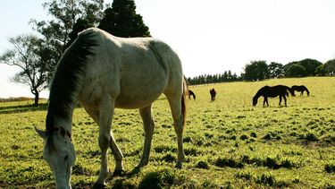 Hasta el momento, se han confirmado un total de 1.311 brotes positivos de encefalomielitis equina.