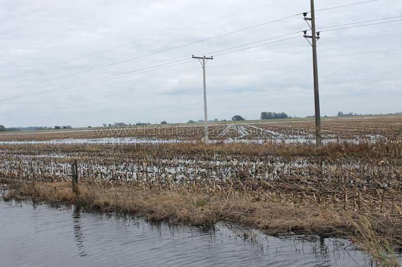 La calidad del trigo en la región 2026/27, en riesgo por los desafíos hídricos proyectados.