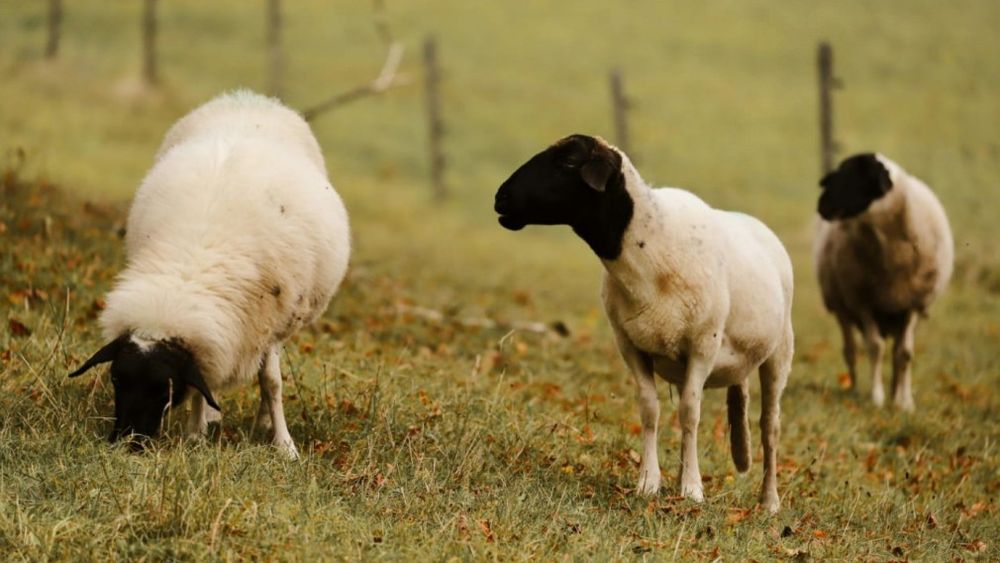 Refuerzan la vigilancia sanitaria de los ovinos argentinos por scrapie clásico. Refuerzan la vigilancia sanitaria de los ovinos argentinos por scrapie clásico.