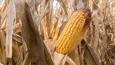 El trabajo de INTA también analiza el clima y lasprecipitaciones medidas por el SMN en Bolívar.
