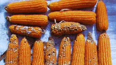 El análisis genómico del INTA permitirá desarrollar maíz más resistente.