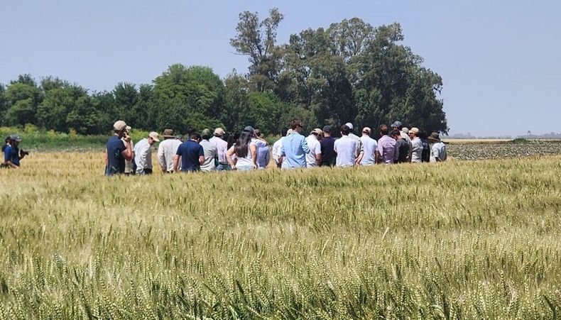 El trigo, un cultivo resiliente, enfrenta los desafíos de las heladas en estadíos vegetativos, clave para la producción agrícola.