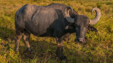 Los búfalos ganan protagonismo en el NEA y consolidan su crecimiento.