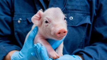 Llega a Argentina una vacuna contra la enfermedad de Glässer