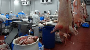 El primer cuatrimestre de 2025 marca un hito para la producción porcina nacional.