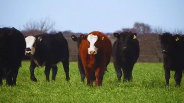 Liliana INTA&nbsp; mantiene unaaltísima tasa de crecimiento durante el invierno