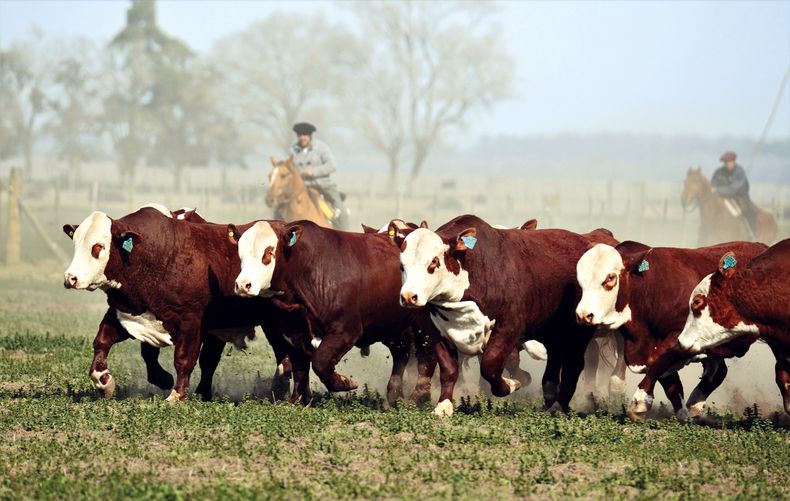 Mediante la prevención de enfermedades en bovinos, se evitan pérdidas entre el tacto y el destete.