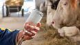 La resistencia antimicrobiana se presenta como una de las mayores amenazas globales para la salud pública y animal.