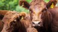 Todo bovino o bubalino que se movilice dentro del territorio nacional deberá estar vacunado contra la fiebre aftosa.&nbsp;