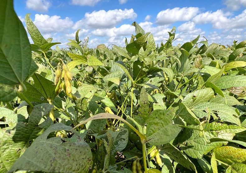 La sanidad en soja pasó de ser un aspecto a una dimensión transversal del rendimiento.