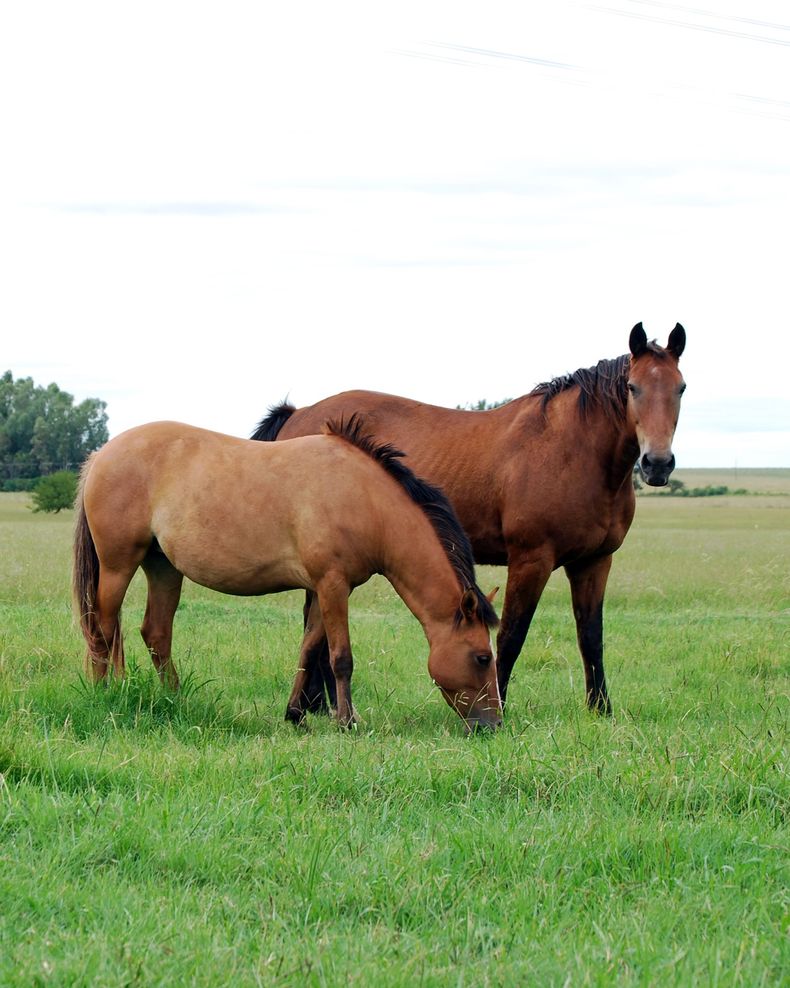Junto a representantes de Zoetis Argentina, dialogamos sobre la vacuna contra encefalomielitis equina.&nbsp;