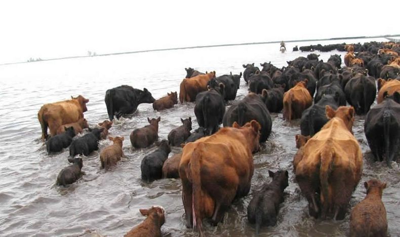 Una vez más la sanidad animal se vuelve un pilar de la resiliencia ganadera.