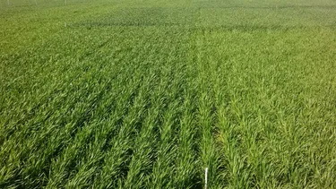 Cultivos. La planificación es clave, especialmente ante suelos exigidos.