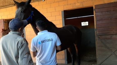 La anemia infecciosa equina se transmite por la picadura del tábano o el contacto expuesto con sangre infectada.