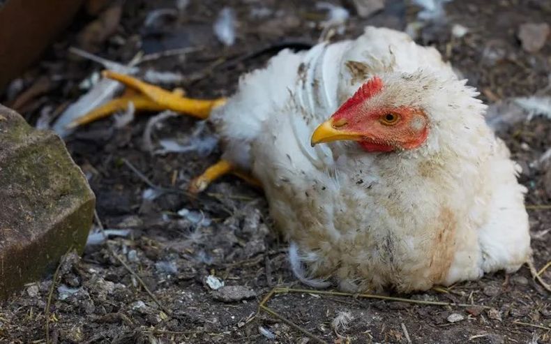 La enfermedad de Newcastle provoca parálisis en las avens, entre otros síntomas.