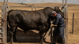 La reproducción bovina exige sanidad y manejo eficiente.