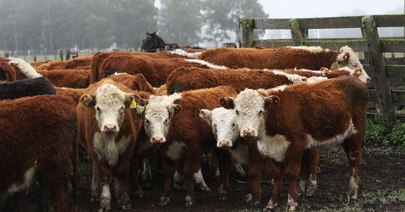 vacas_brucelosis.jpg