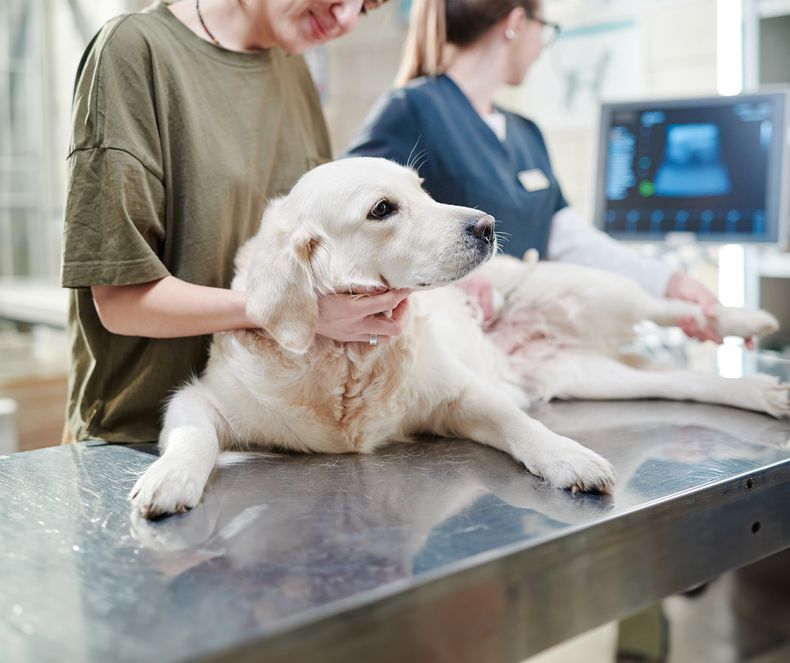 En la temática de pequeños animales, la FeVA ofrece cursos sobre ecografía veterinaria y enfermedades del aparato urinario.