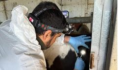 Tuberculosis bovina. La precisión en la maniobra veterinaria es crítica. Tuberculosis bovina. La precisión en la maniobra veterinaria es crítica.