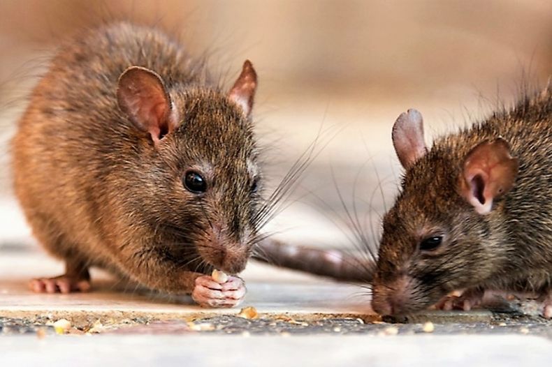 La fuente más común de contagio de la leptospirosis son las ratas.
