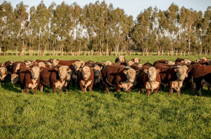 Las nuevas tecnologías para la ganadería mesopotámica se exhibirán en San Salvador, Entre Ríos.