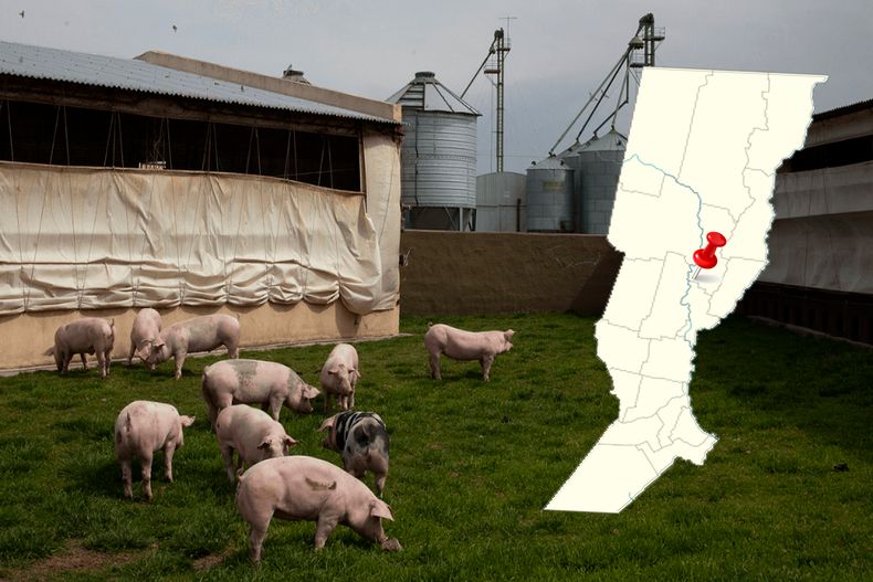 El inédito caso de Aujeszky se dio en la pequeña localidad de Emilia, en el centro-norte de Santa Fe.&nbsp;