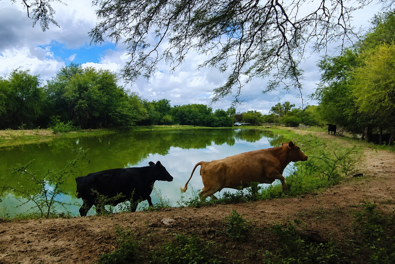 Producción ganadera y conservación avanzan juntas en el monte cordobés.