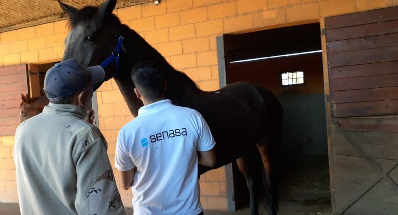 La anemia infecciosa equina se transmite por la picadura del tábano o el contacto expuesto con sangre infectada.