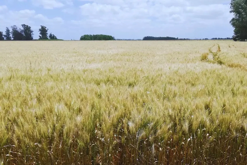 El maíz avanza con buenas condiciones en la región núcleo.