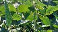 ¿Cómo impactan las lluvias en el cultivo de soja?