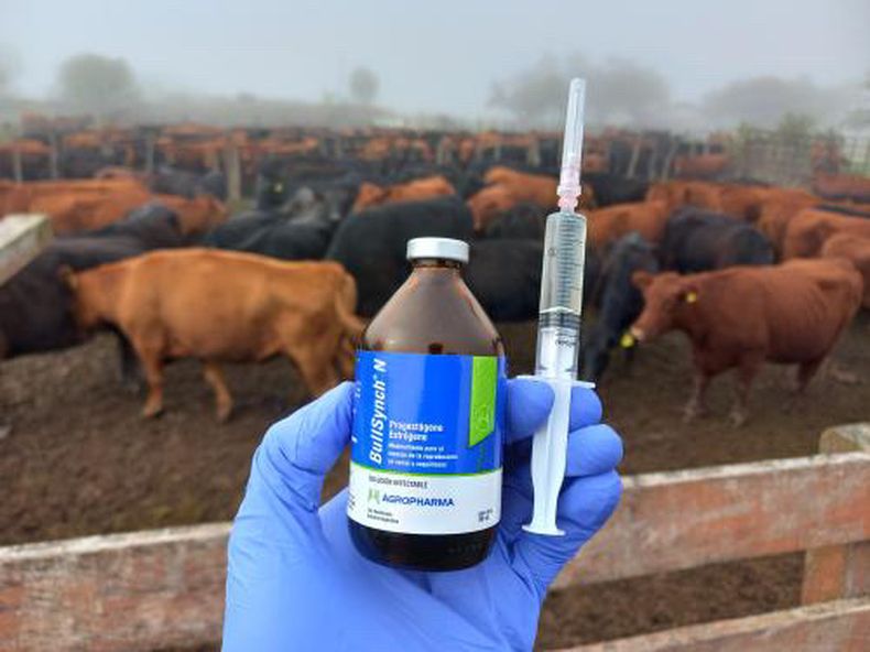 Bullsynch N: una dosis, un encierre y más kilos al destete.
