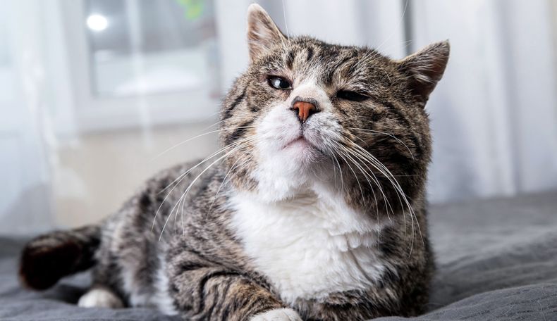 Beneficios de la nutrición animal aplicada a felinos mayores.