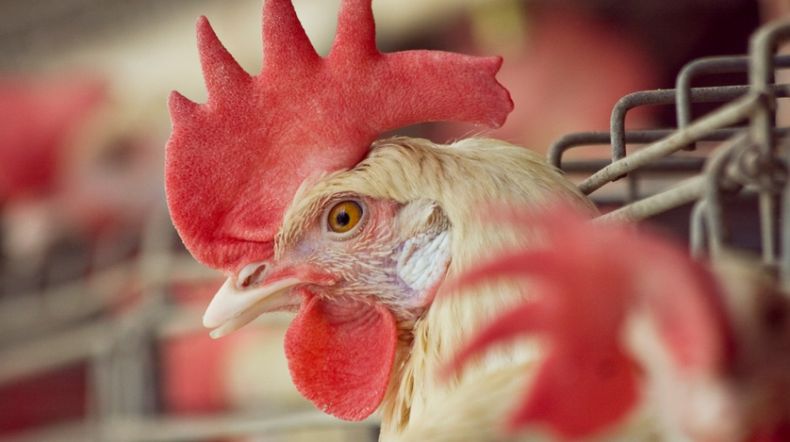 Senasa recuerda los pilares para lograr la sanidad en avicultura.