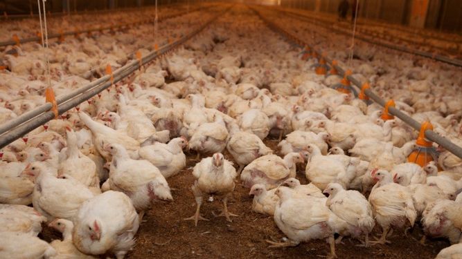 Senasa pidió extremar medidas tras el foco de influenza aviar detectado en Río Grande do Sul.