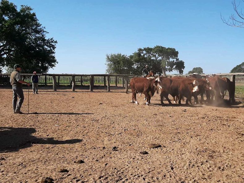 el toro es la suma de las partes.jpg