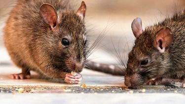 La fuente más común de contagio de la leptospirosis son las ratas.