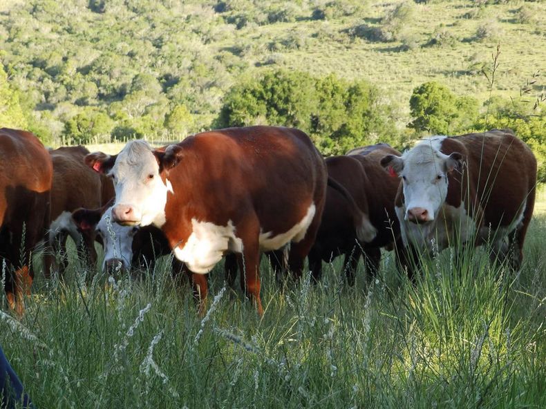 Taurus Menchaca 1.jpg