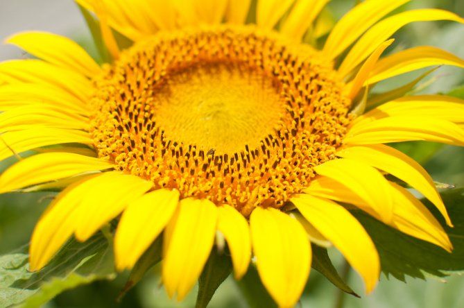 El objetivo buscado es maximizar la radiación interceptada durante la fase de llenado del grano, una etapa importante en el rendimiento del girasol y el contenido de aceite, lo que impactaría en el rendimiento del cultivo.