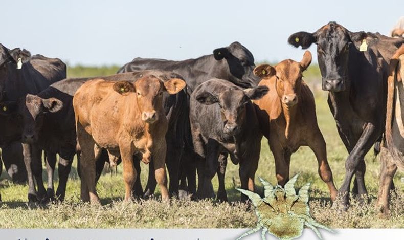 La presencia de sarnaes incompatible con los sistemas productivos actuales, por lo cual hay que prestar atención al diagnóstico correcto y altratamiento temprano de esta parasitosis.