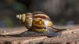 El caracol gigante agrava la amenaza de especies invasoras. El caracol gigante agrava la amenaza de especies invasoras.