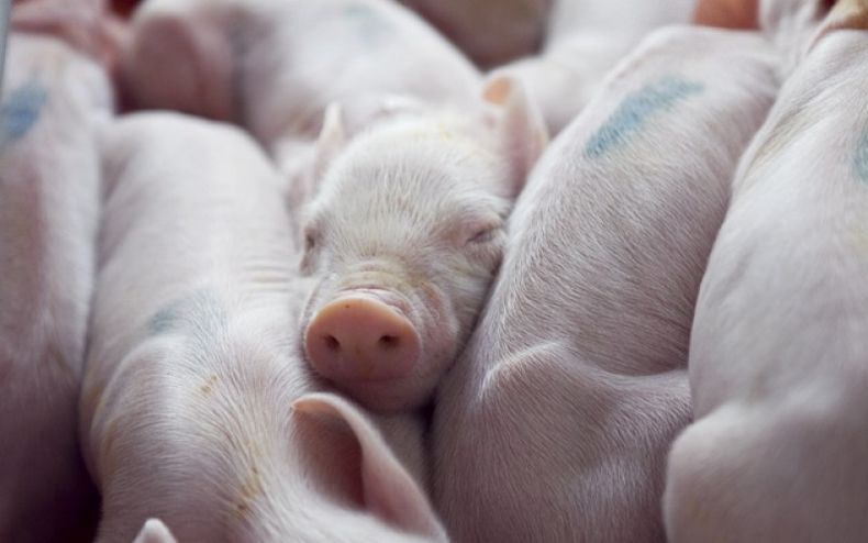 noticia53 porcinos.jpg