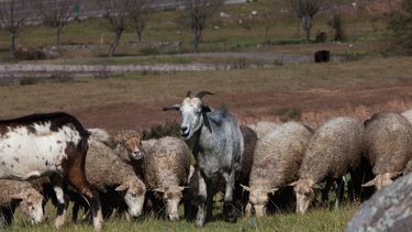 La apertura de nuevos mercados ganaderos será para exportar ovinos y caprinos con destino a faena.