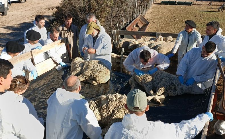 Sarna Ovina: estrategias de control y sanidad animal en Patagonia.