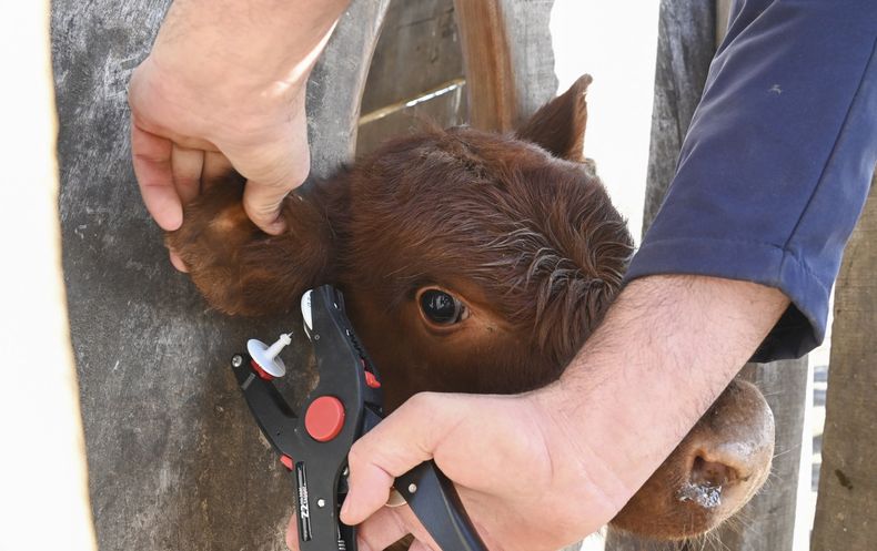 Senasa. Todo sigue igual que el año pasado en materia de trazabilidad.