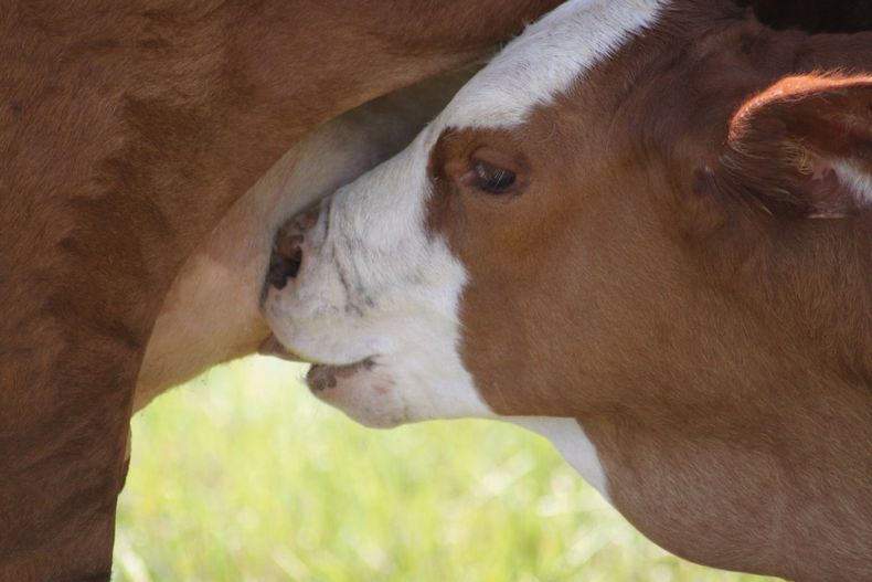 Es clave insistir en la importancia de cumplir con las vacunas y un correcto plan sanitario en los animales.