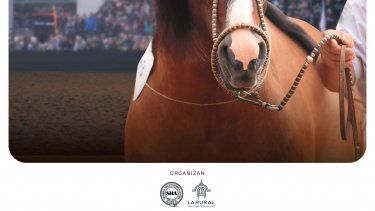 Los equinos en primer plano