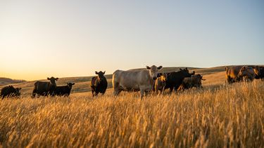 La solidez de los mercados ganaderos impulsa a los productores a invertir en la mejora de su producción.