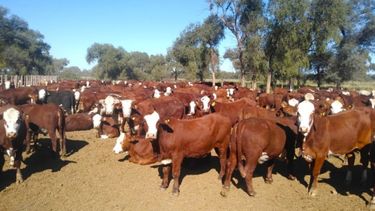 Diagnóstico temprano que potencia la cría bovina.